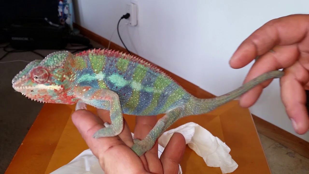 Unboxing new panther chameleon