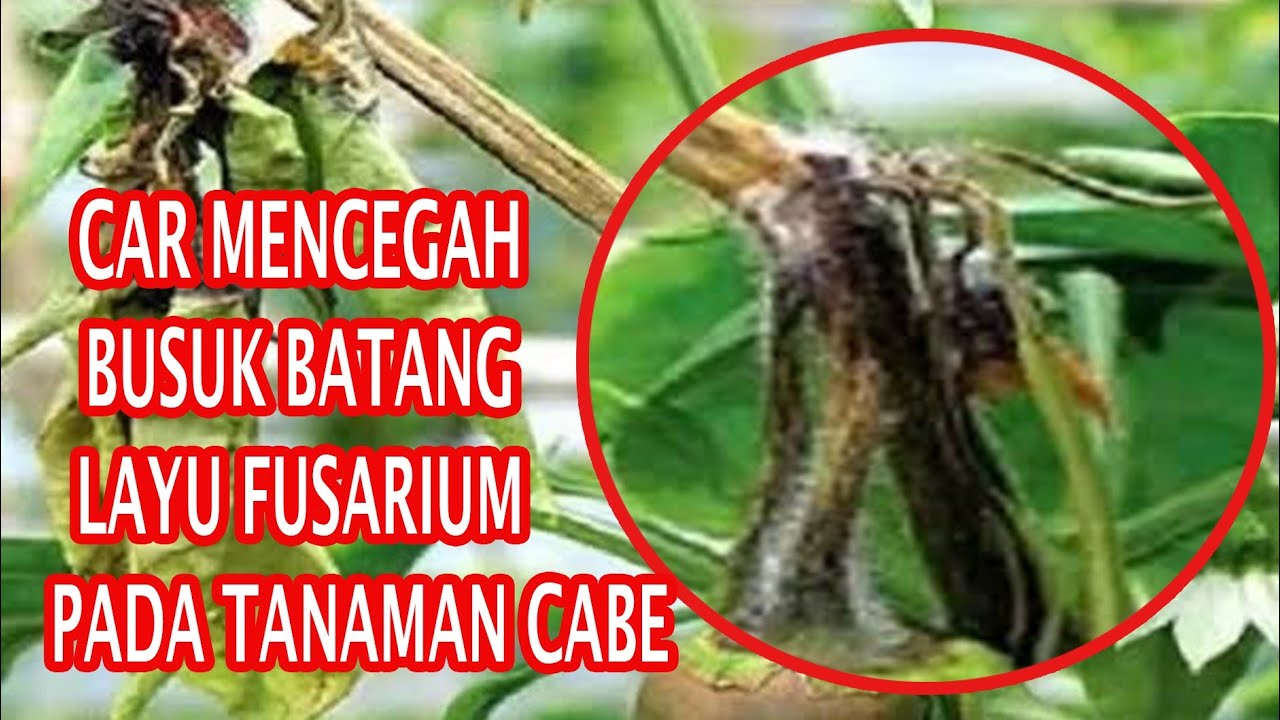 CARA MENCEGAH BUSUK BATANG ATAU LAYU PADA TANAMAN CABE.#layufusarium #busukbatang