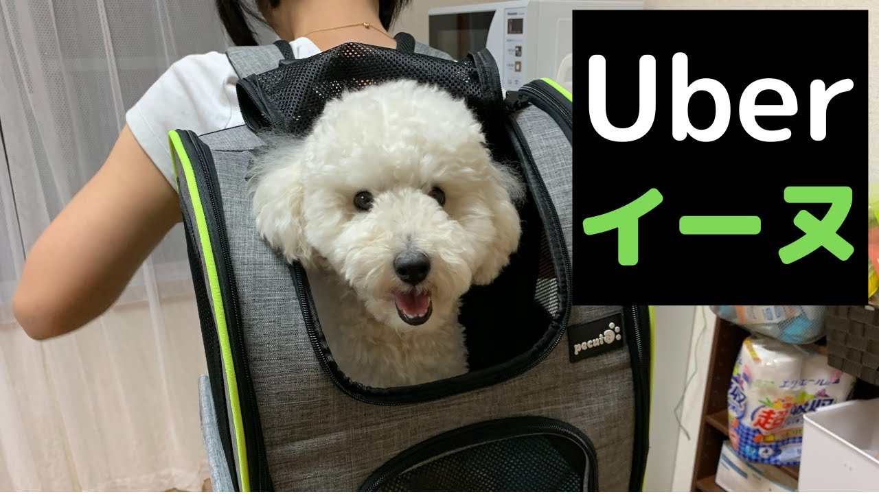 【トイプードル】犬用リュックを買ったら完全にウーバーイーツだった