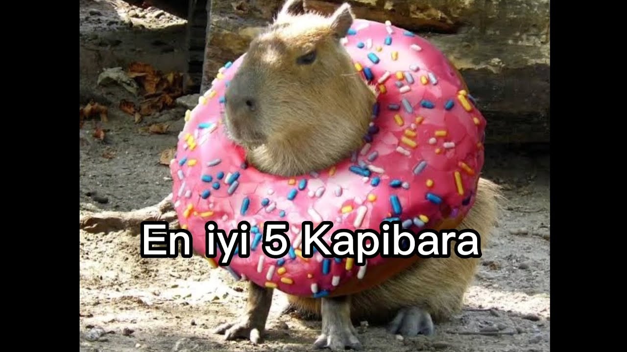 En iyi 5 Kapibara