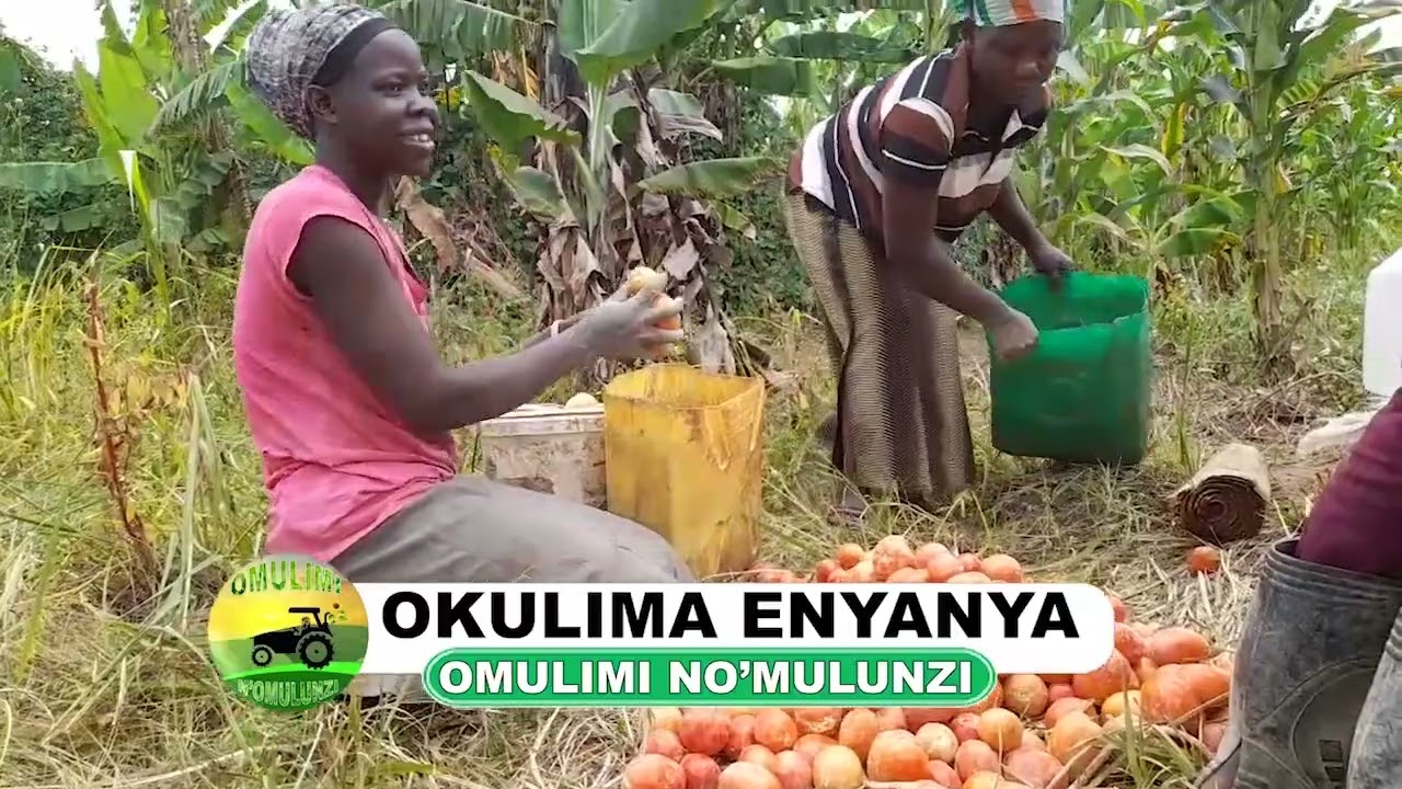 Okulima enyanya part four
