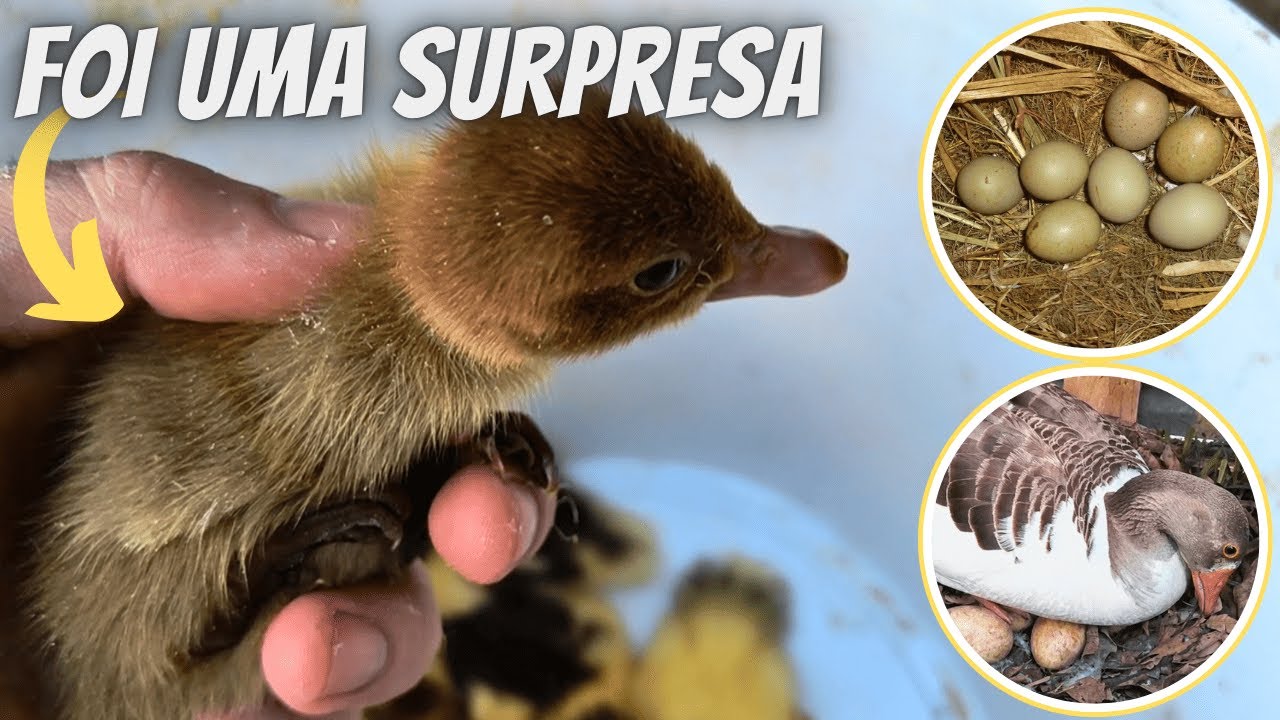 Nascimento de Pato chocolate | Codorna Chinesa e Gansa chocando