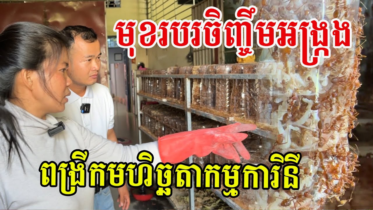 មុខរបរចិញ្ចឹមអង្ក្រង ប្តូរវាសនាកម្មការិនីរោងចក្រ ចង់ពង្រីកមហិច្ឆតាពីចិញ្ចឹមគ្រួសារ ទៅបើកកសិដ្ឋានធំ