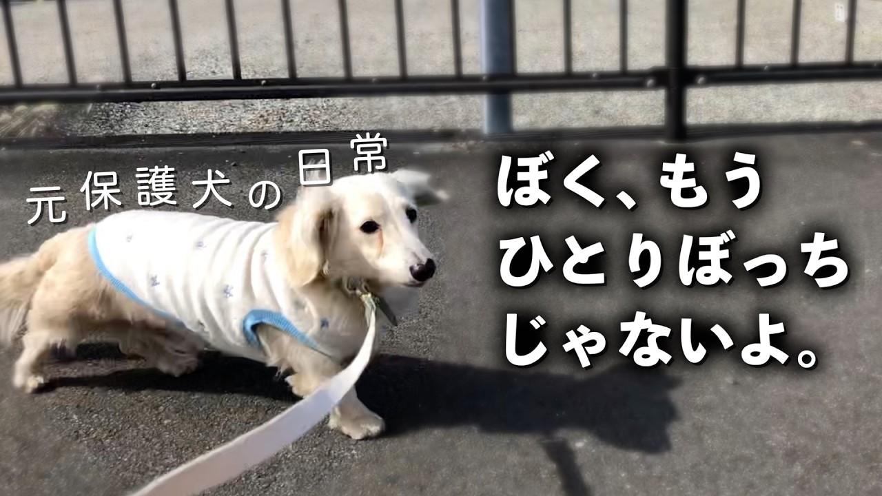 邪魔者扱いされ捨てられたミニチュアダックスが掴んだ幸せな日常