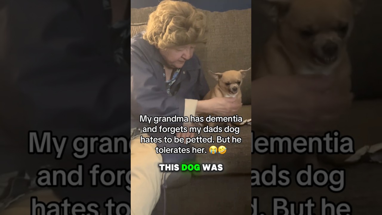 Чихуахуа борется с желанием укусить бабушку 👵🏼😭