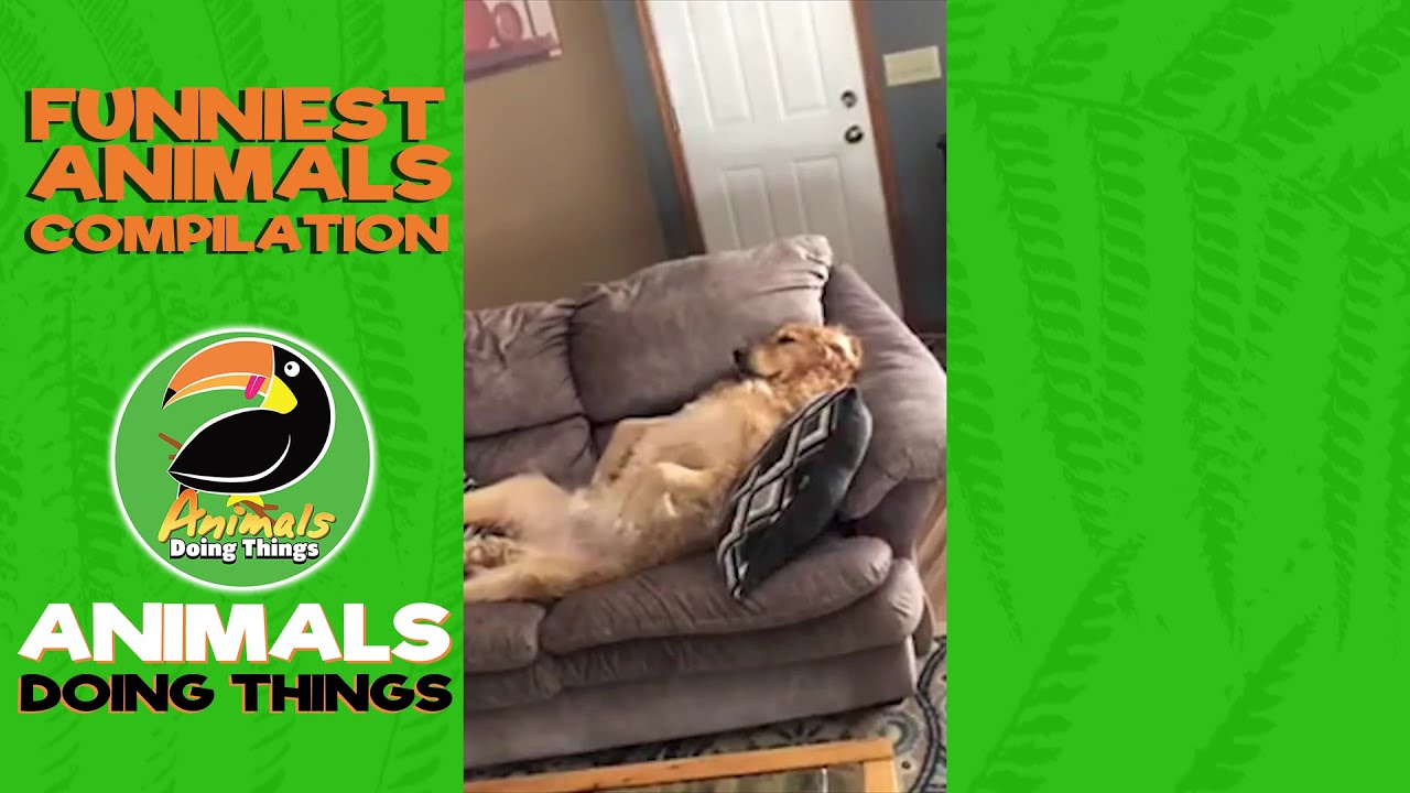 Funny Animals Vol. 21 | Funny Animals Doing Things