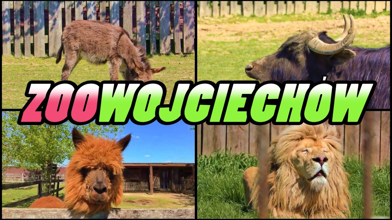 ZOO WOJCIECHÓW - Poland (4k)