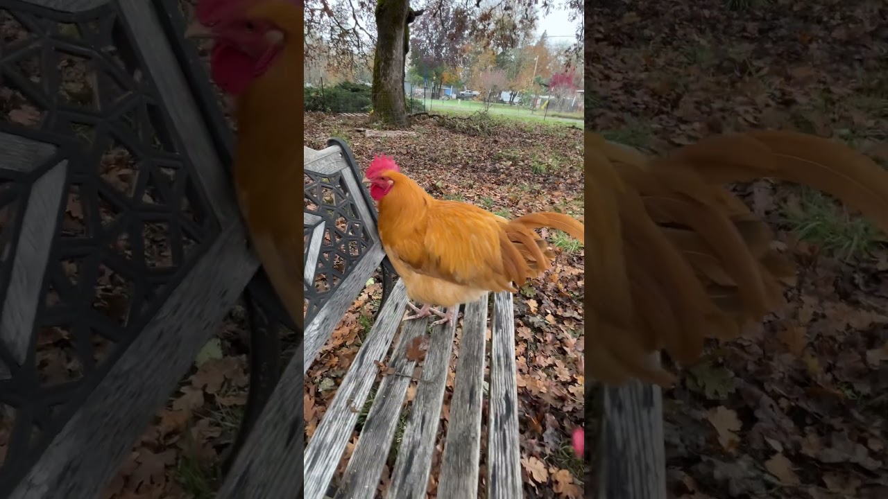 Goldie’s favorite spot! 