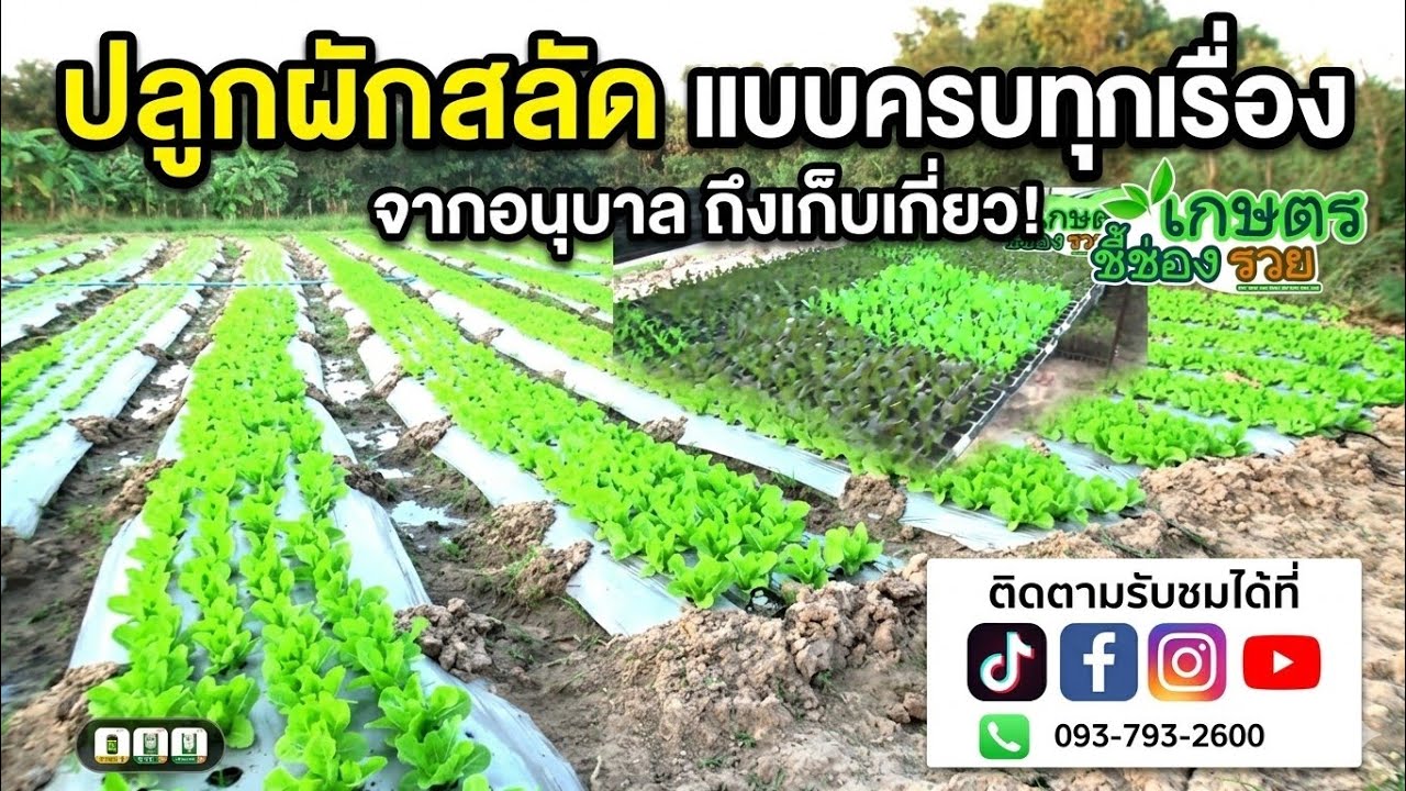 รายการเกษตรอินทรีย์ชี้ช่องรวยEP1201ผักสลัดปลอดสารฯอีสานปลูกดูแลอย่างไร?ผักสวยผักดี1