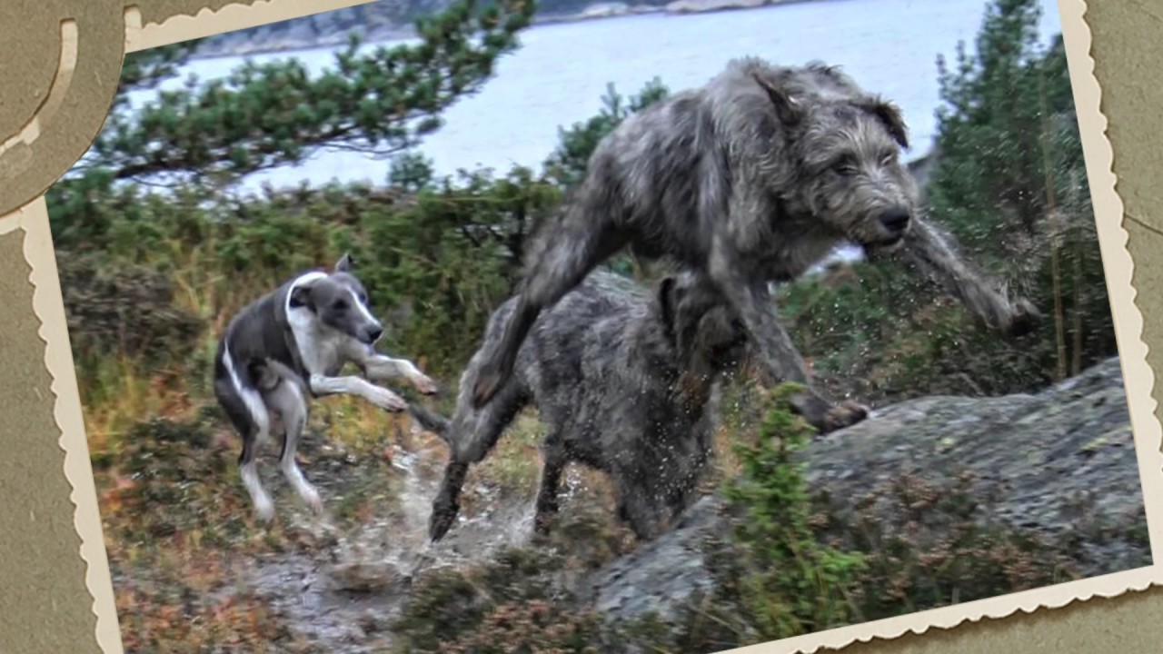 VOFF #1: Verdas største hund