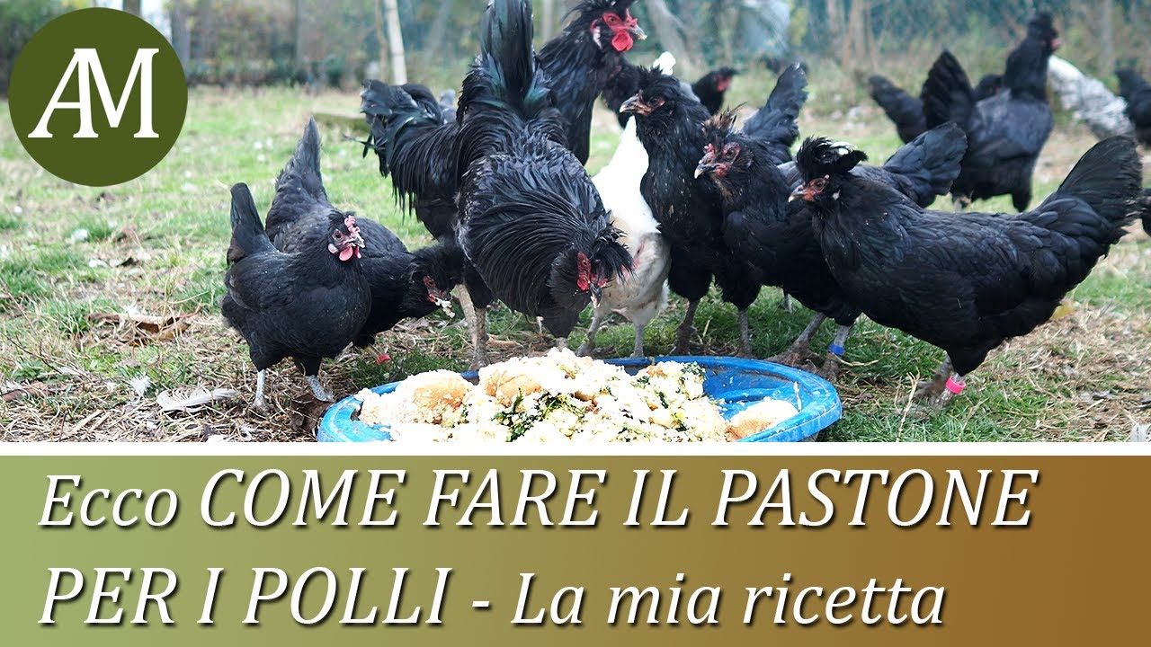 Come fare il pastone per i polli, ecco la mia ricetta - Avicoltura e Pollaio