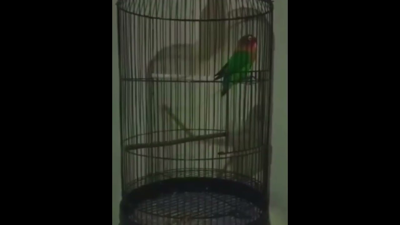 🫶 lovebird 🫸🫰🫷