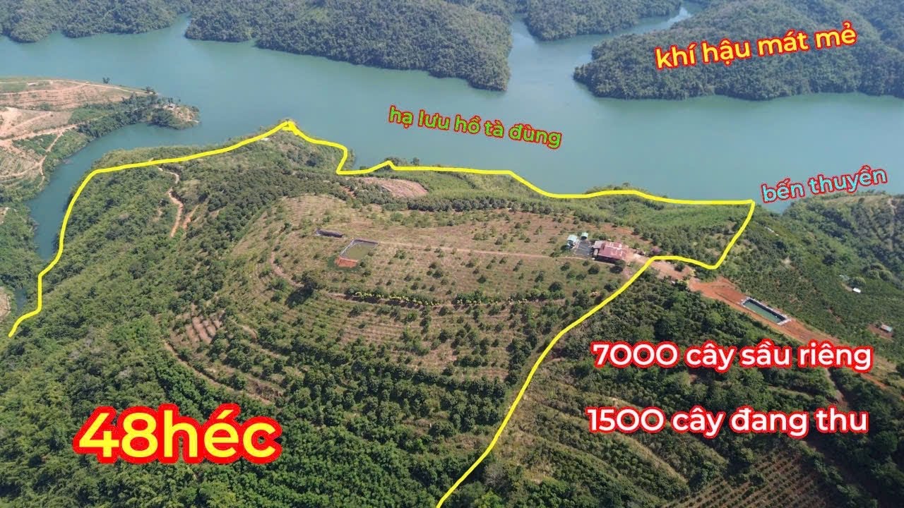 Bán 48 HÉC Đất Vườn Sầu Riêng 7OOO Cây,15OO đang thu mạnh,bám hồ ở Hạ Lưu Hồ Tà Đùng,View Đẹp,Mát Mẻ
