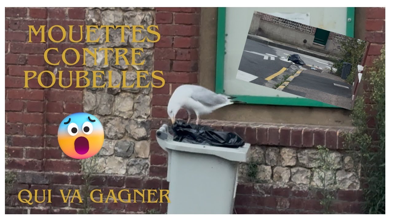Mouettes contre poubelle, qui va gagner.