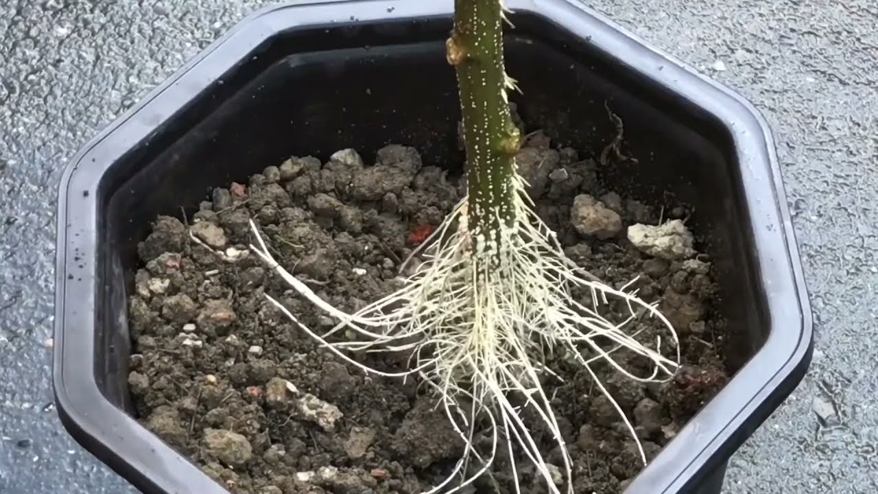 Branches take root in water.木芙蓉水培