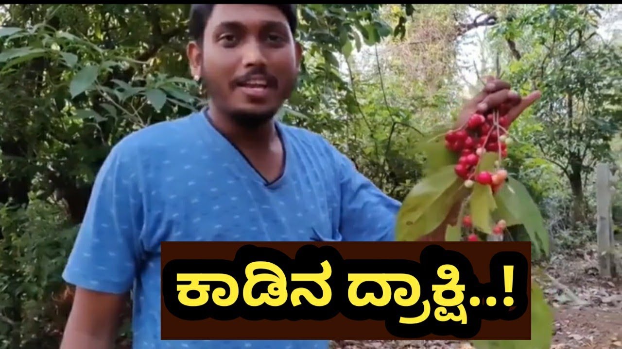 ಸಂಪಿಗೆ ಹಣ್ಣು|Western Ghats Karnataka |Thick forest| Found rare fruit in the forest!