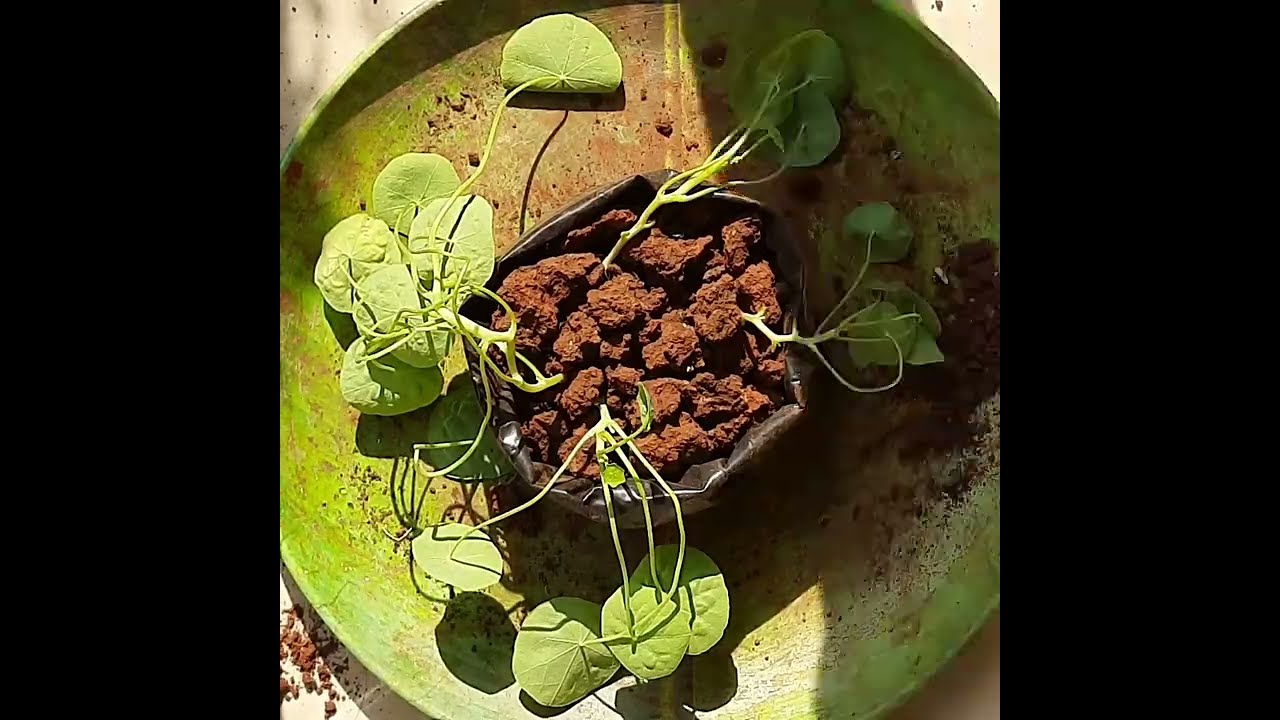 Nasturtium flower climbing plant cutting propagation-66