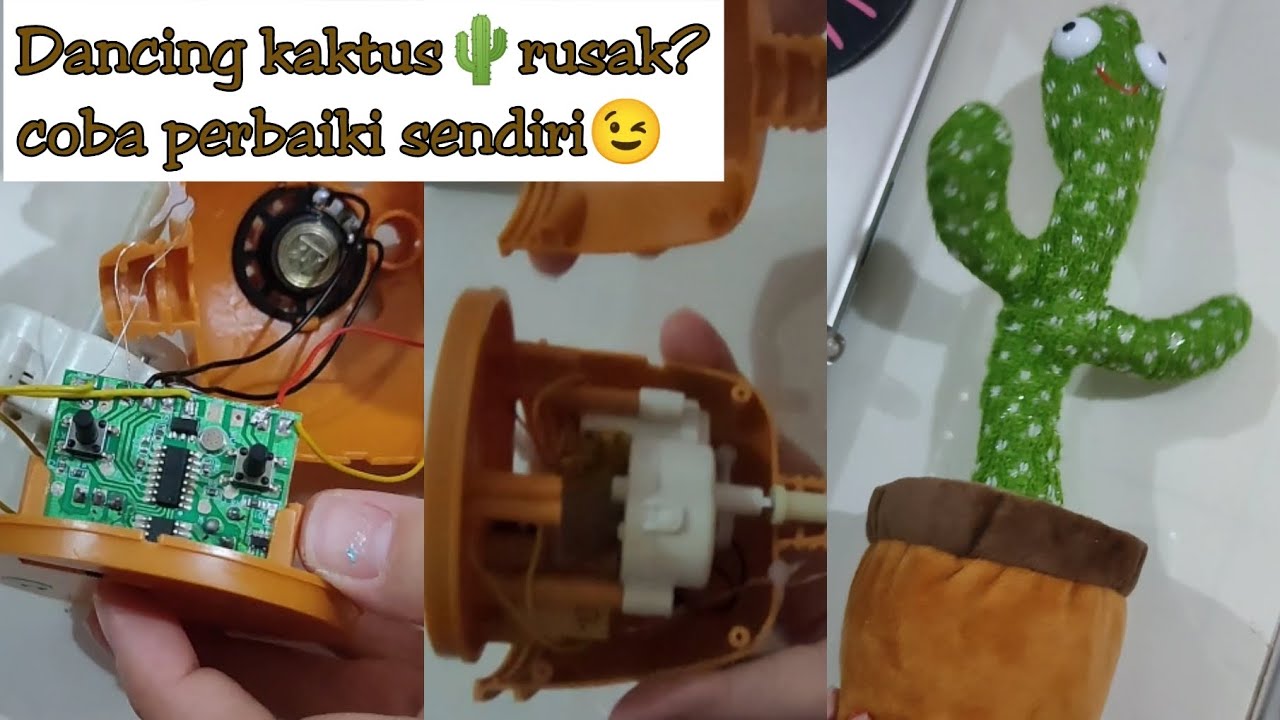Mainan kaktus joget tidak bisa hidup? Dancing cactus rusak? cobain cara ini