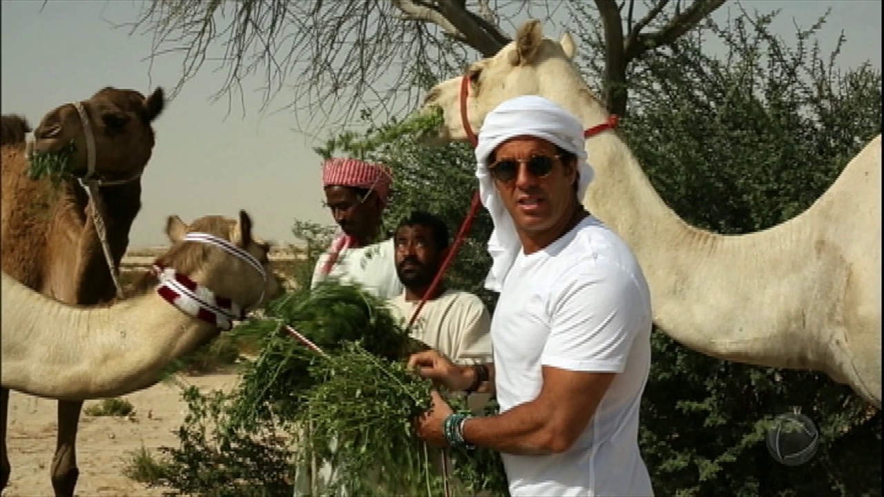 A luxuosa corrida de camelos no Catar