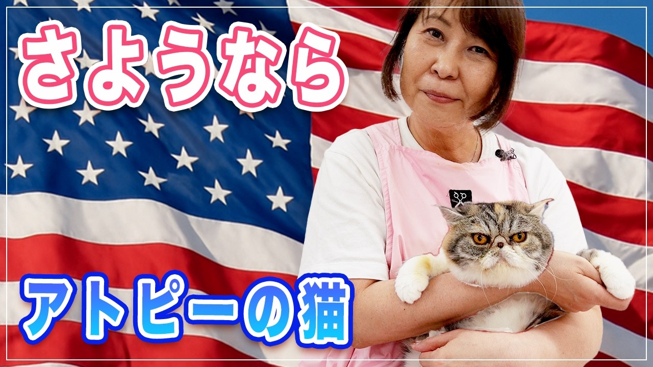 【ナッツちゃん】さようならナッツちゃん | アトピーの猫 アメリカ人になる | こんなに心が和むシャンプーは他にない【アトピーの猫】