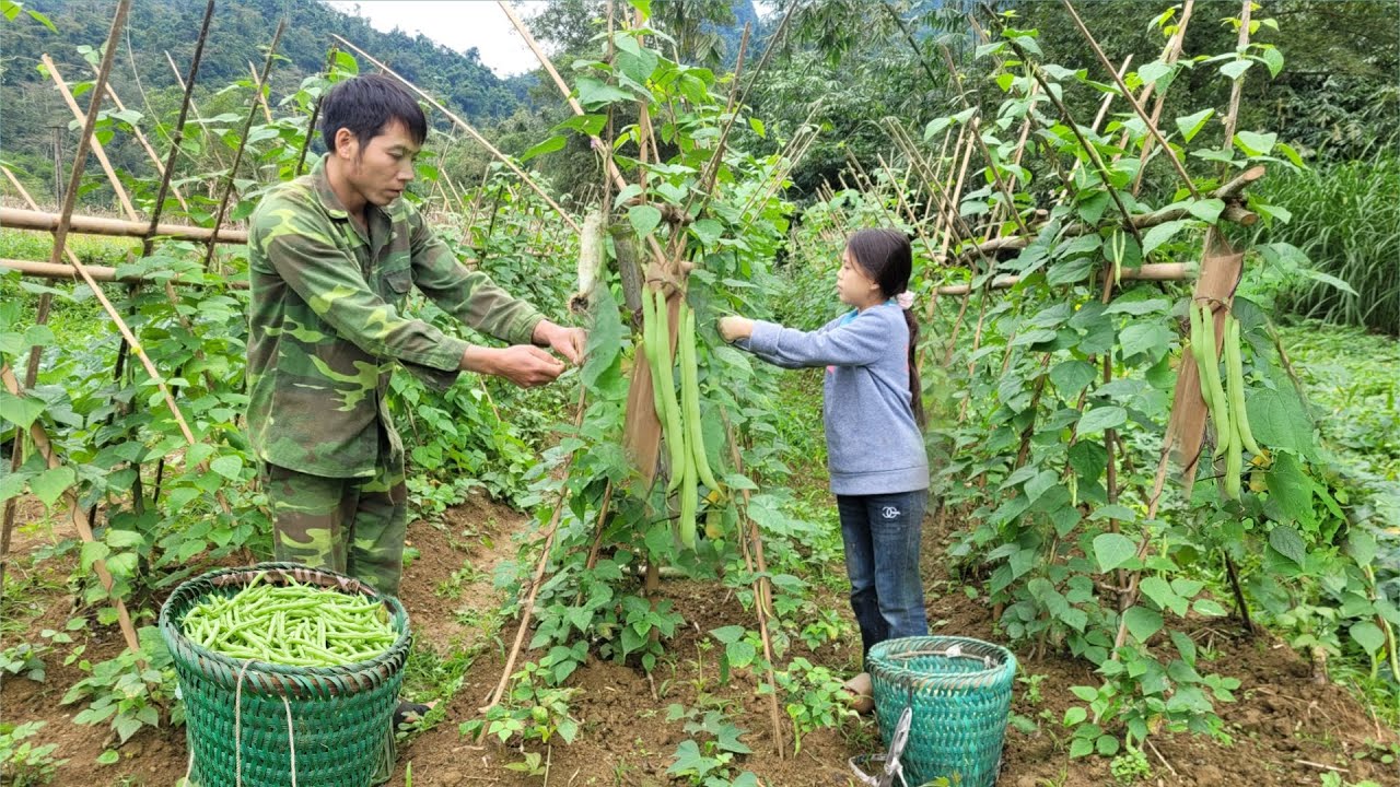 The uncle and little Thu were very happy that their vegetable garden was ready for harvest and sale.