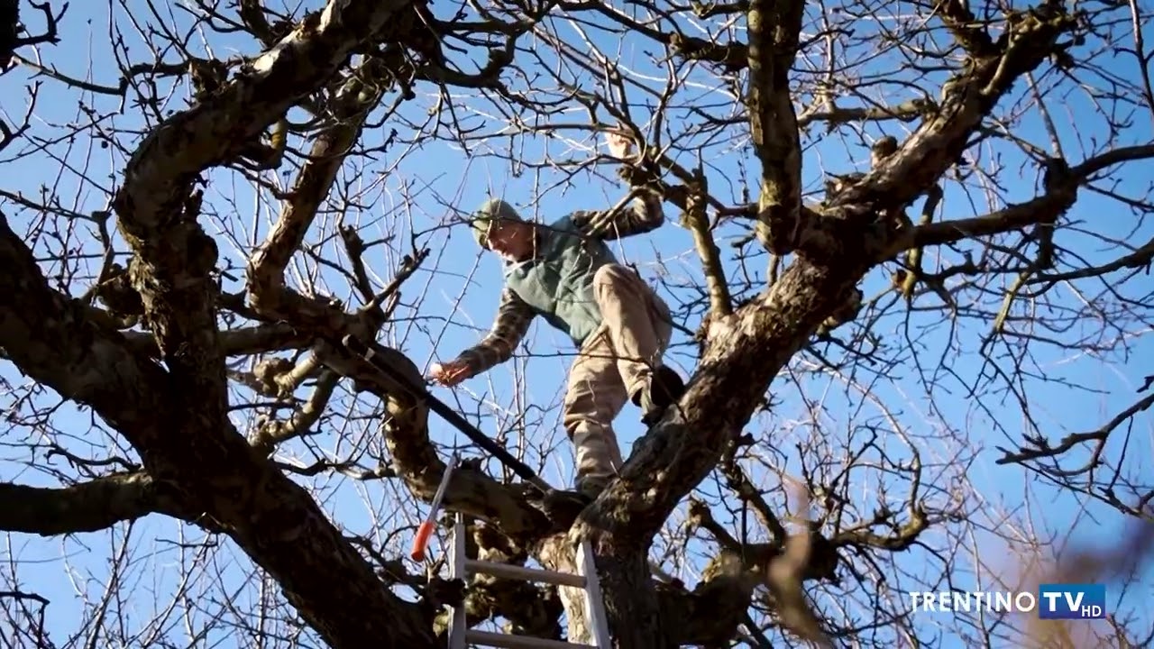 PILLOLA NATURA FRUTTA ANTICA
