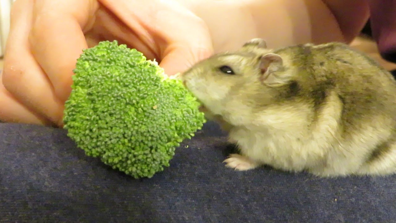 Adorable Hamster munching on broccoli