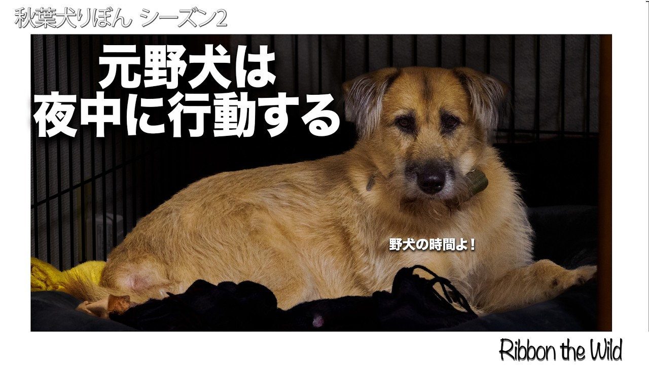 元野犬は真夜中に動くのか？_秋葉犬りぼん