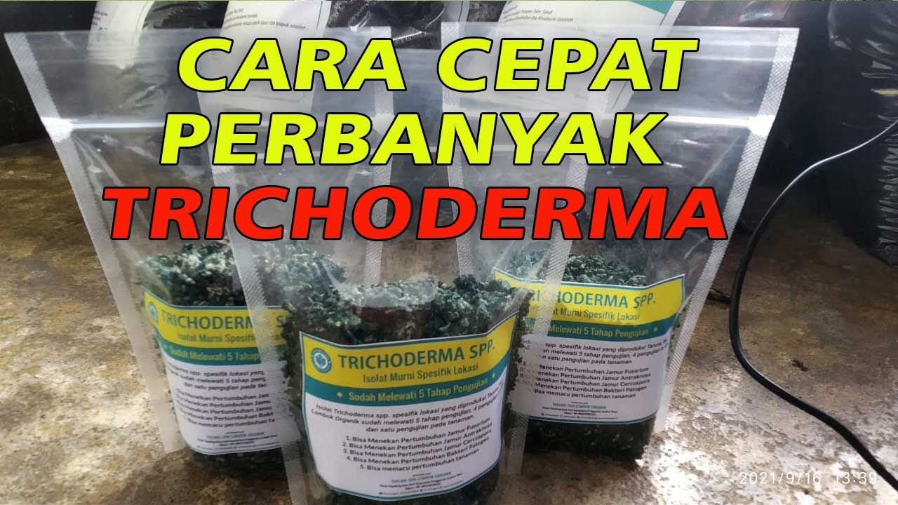 Cara CEPAT Perbanyak Trichoderma Menggunakan Media Nasi dan Jagung Giling.