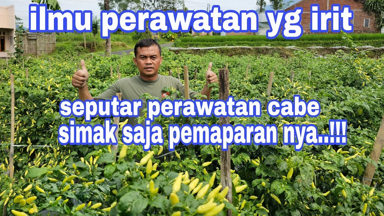 Ilmu penting budi daya cabai bagi petani pemula