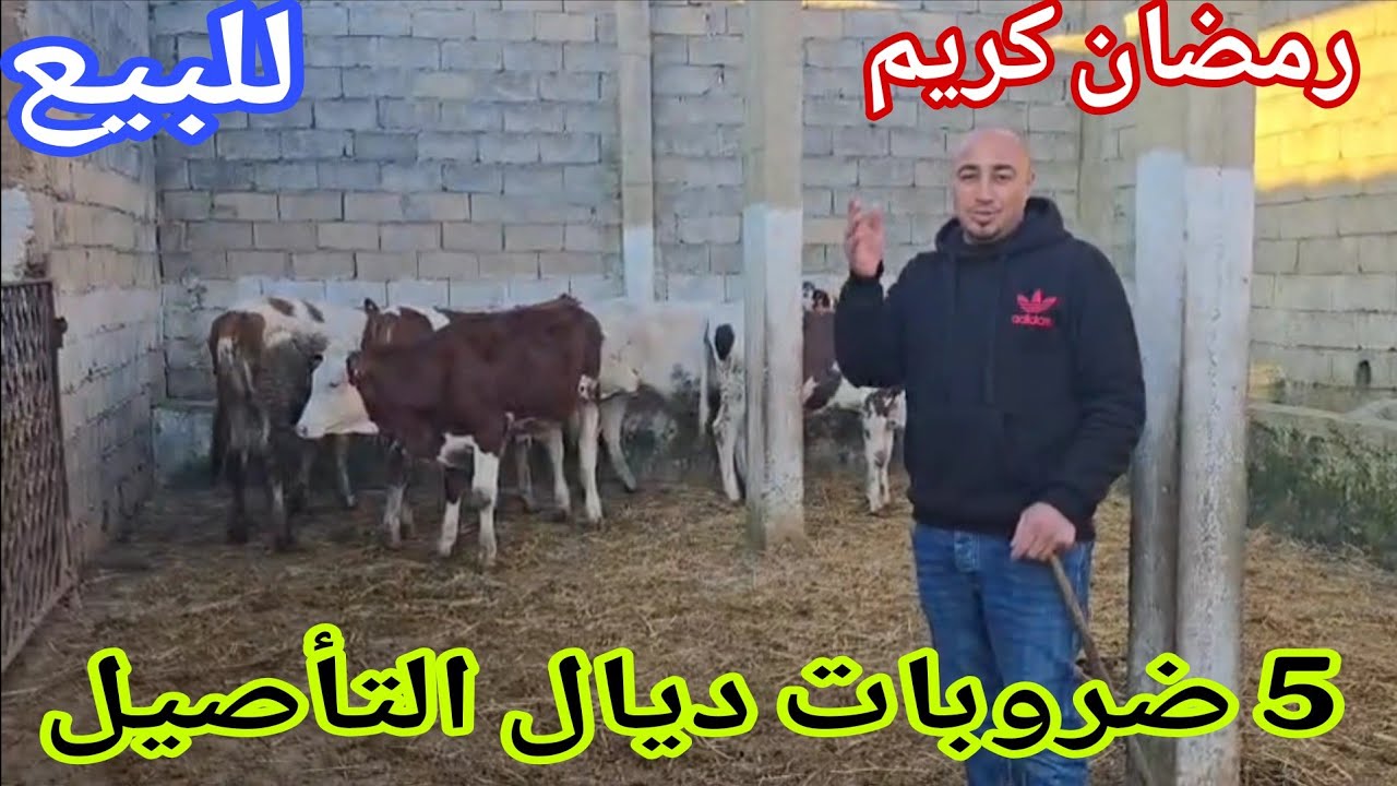 تباااارك الله 💫5 ضروبات ديال التأصيل🌟 إتصل 06.66.21.69.68📞 ألو يوسف لقرع نواحي الغرب 🇲🇦