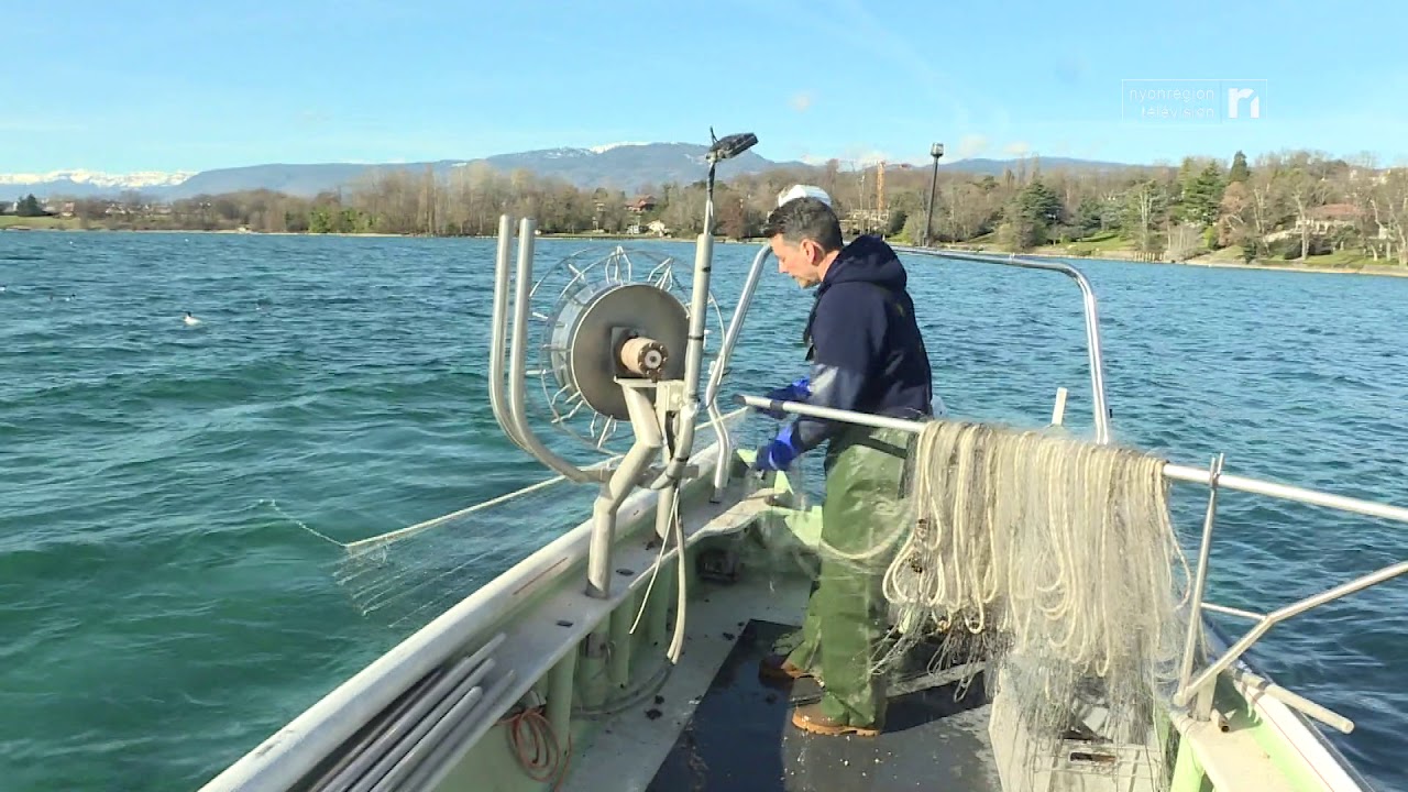 INFO - Cuisiner les poissons 