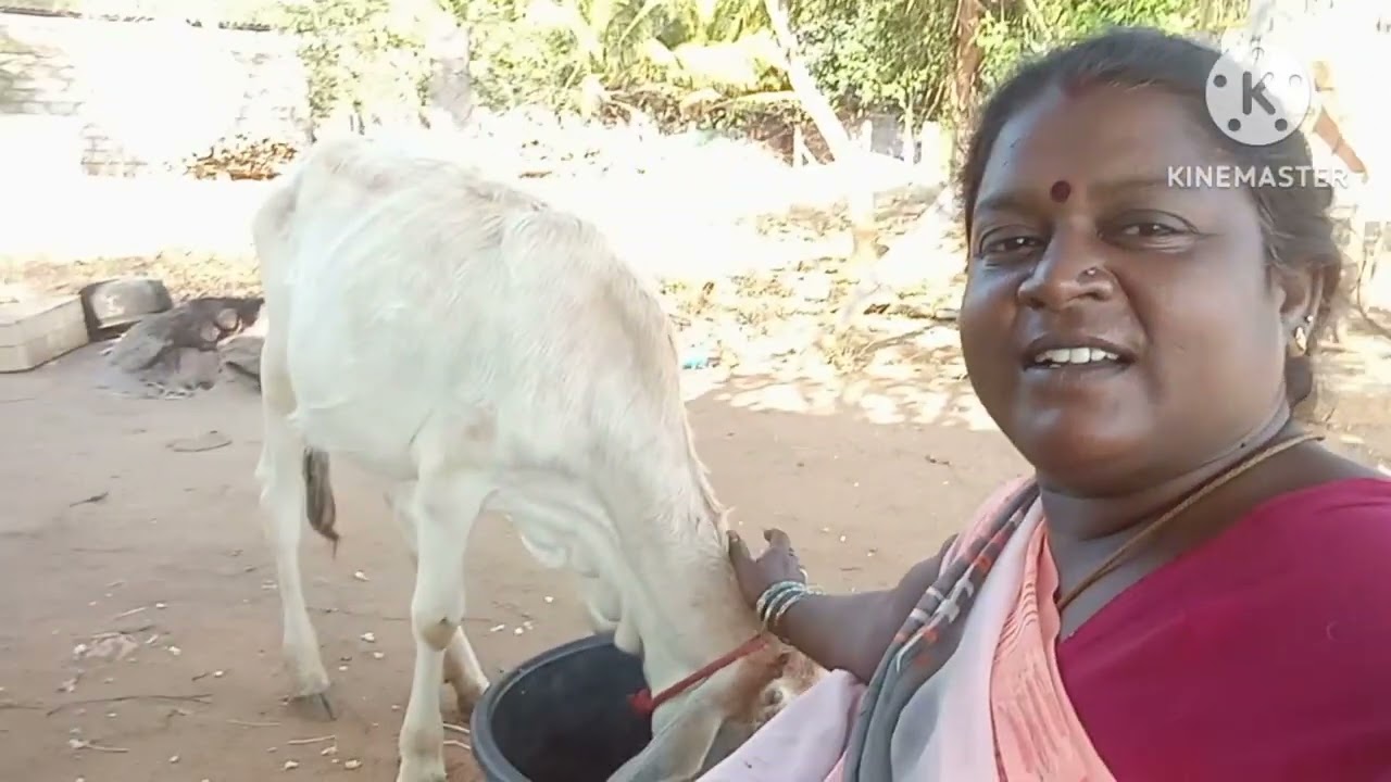 மகாவின் மதிய உணவு 🫒🫒🧄🎏🫘🫘🧉🧨🤔🤔👍👍#myfirstvlog #song #love #love #myfirstvlog #mychannel #mychannel #com