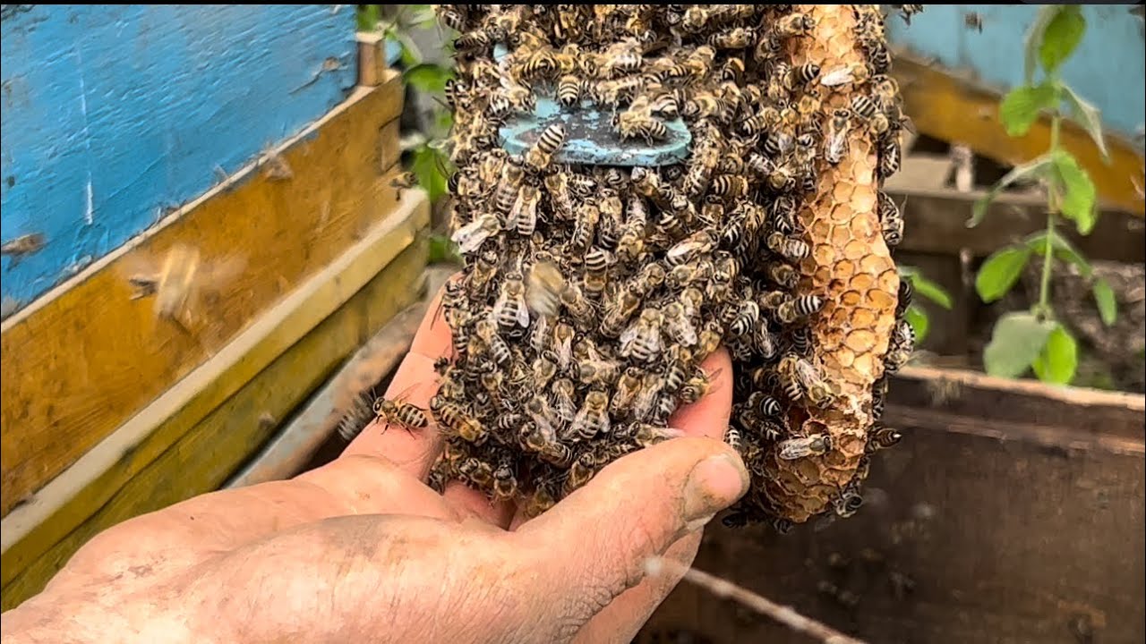 طرد نحل وتسكينه بخليه  ونقله لمكان جديد