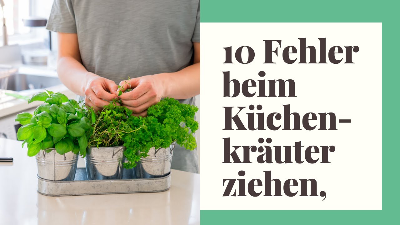 10 Fehler beim K&uuml;chenkr&auml;uter ziehen, die Sie verhindern sollten