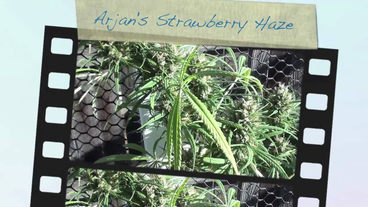 Arjan's Strawberry Haze