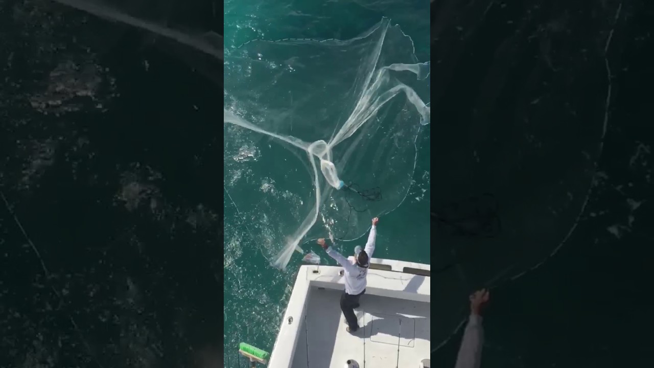 Catching ballyhoo