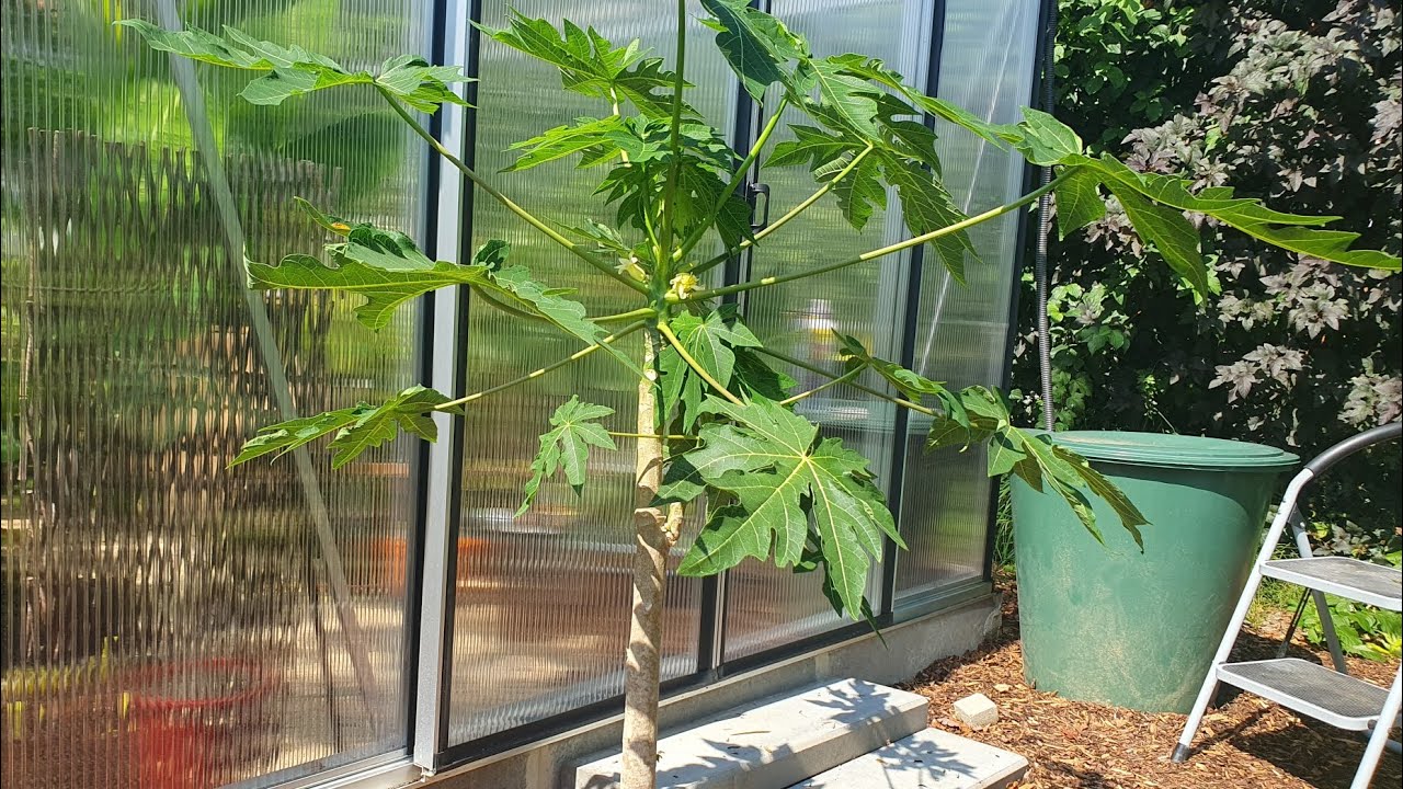 Papaya Pflanze pflegen. Papaya in Deutschland anbauen. Die Papaya blüht 😀