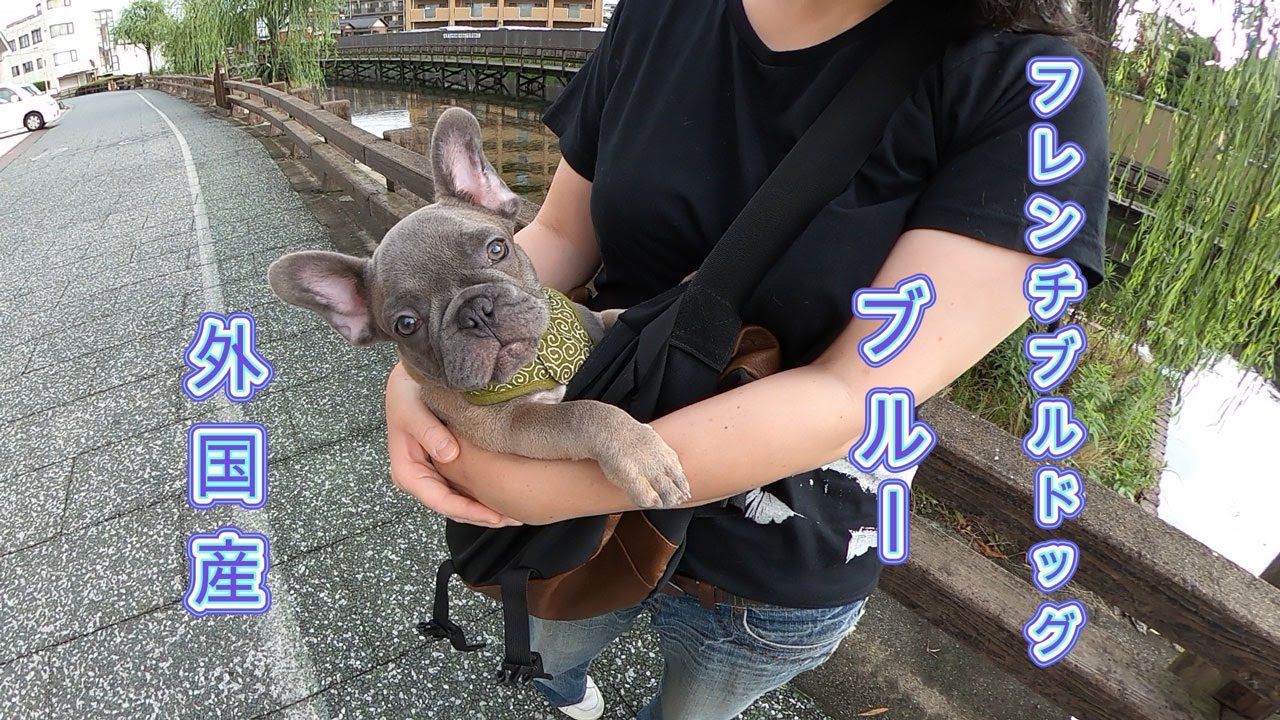 絶対飼うな！？外国産カラーのフレブル！
