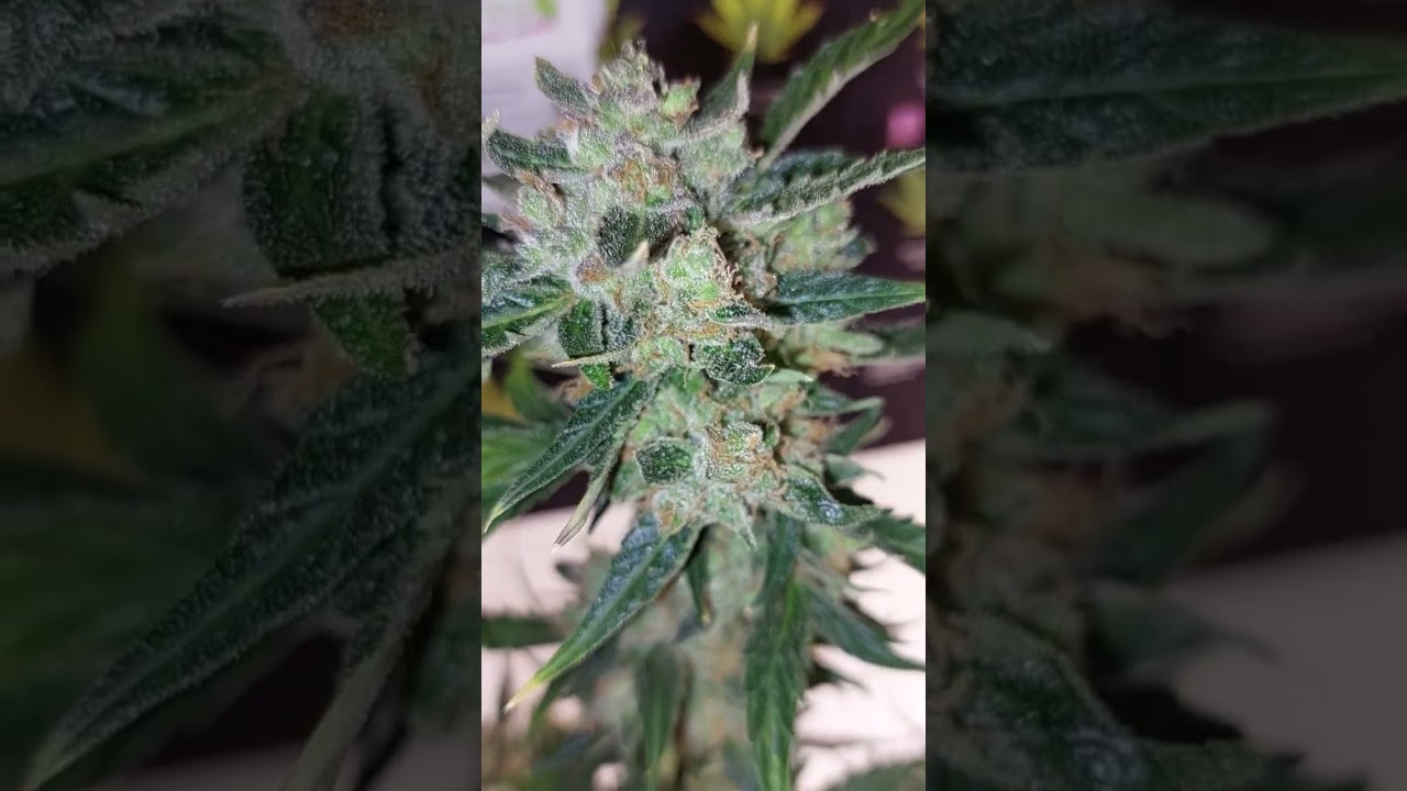 Purple Bud Auto Sensi Seeds