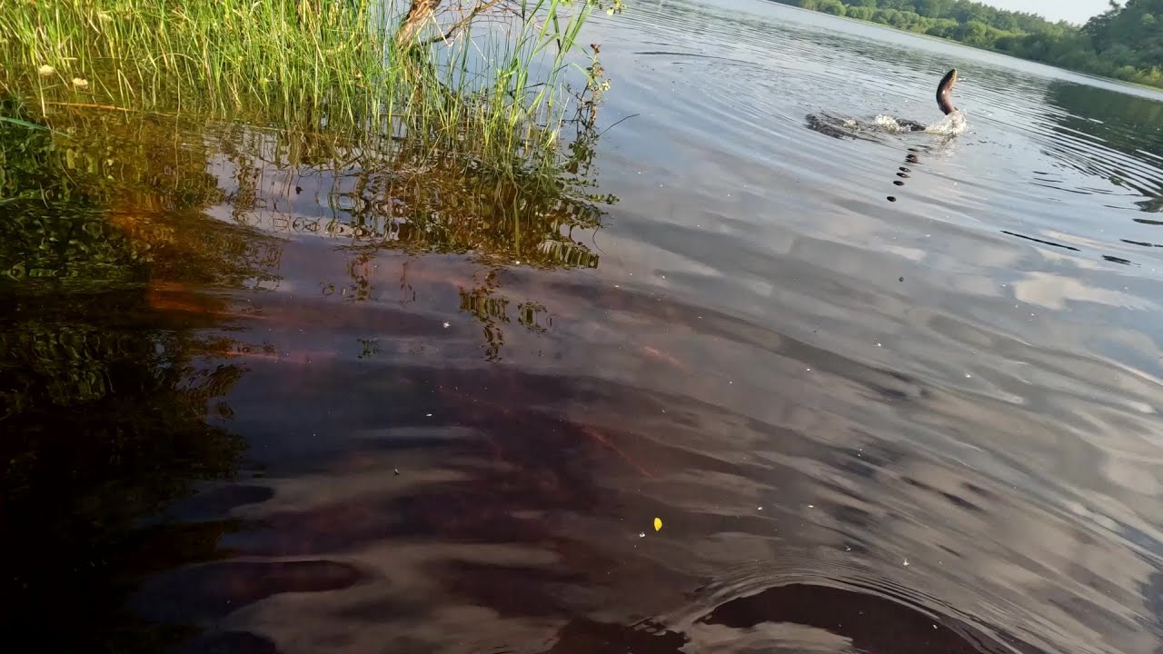 first Blessington brown on my fly