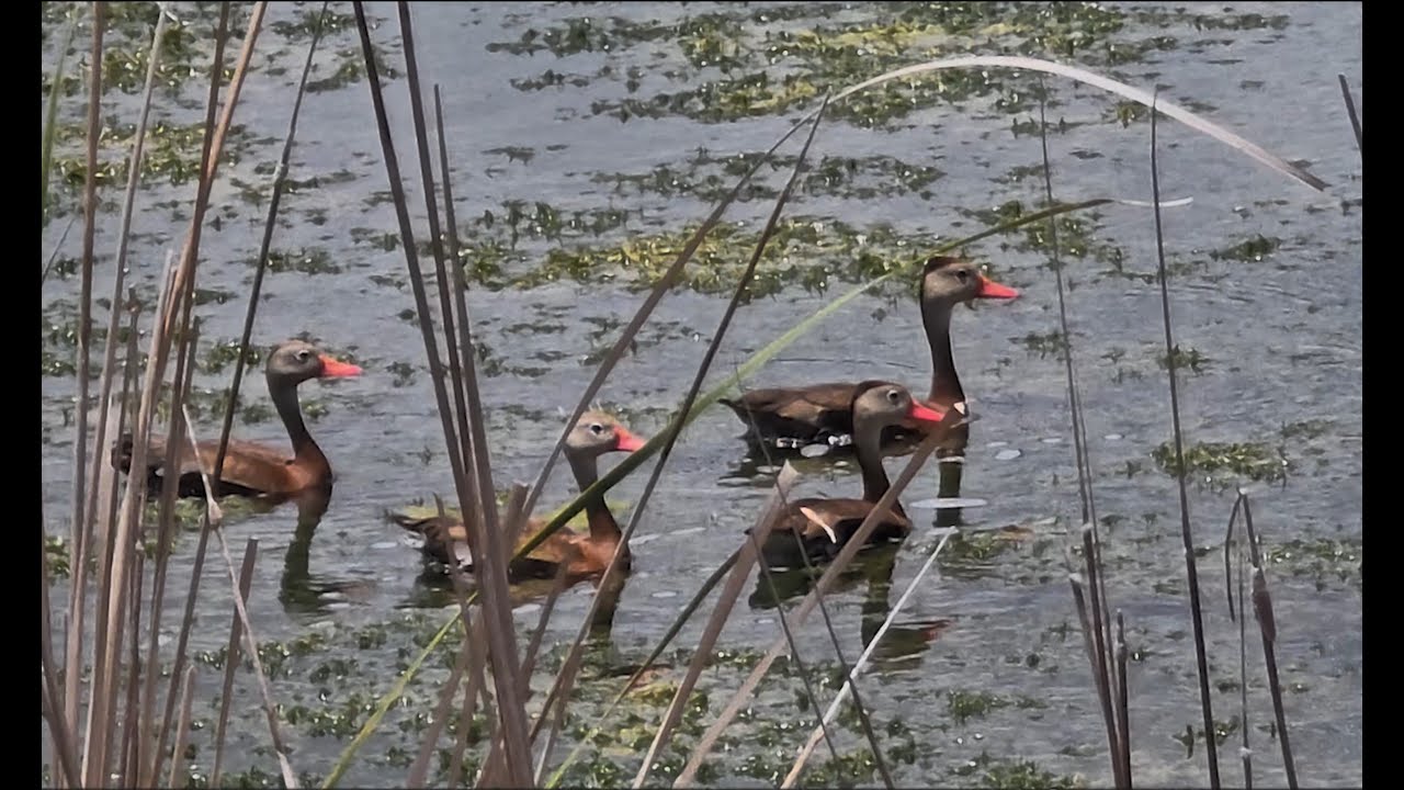 Black Bellied Whistling Ducks & Babies at a Pond in Afternoon Sunlight ~ an 8 Min Compilation in 4K 