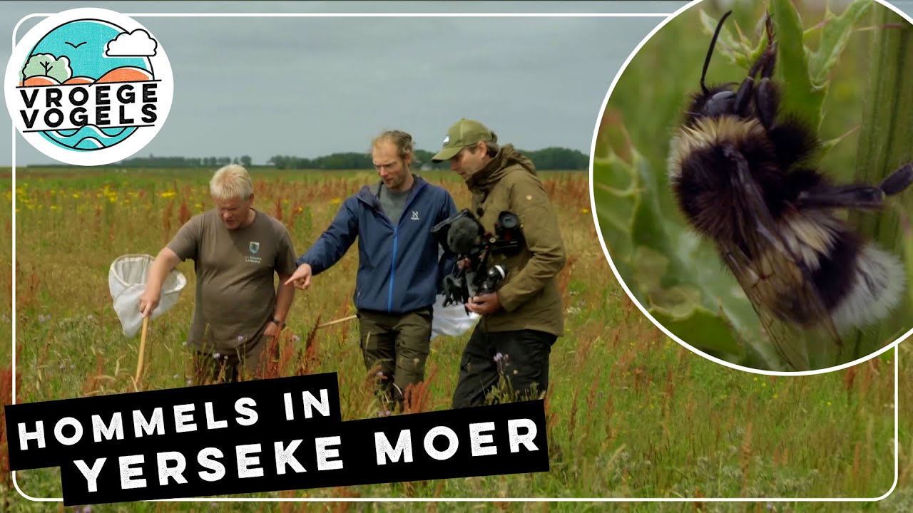 Bijzonder hommel in Zeeuwse Yerseke Moer | TV | Vroege Vogels