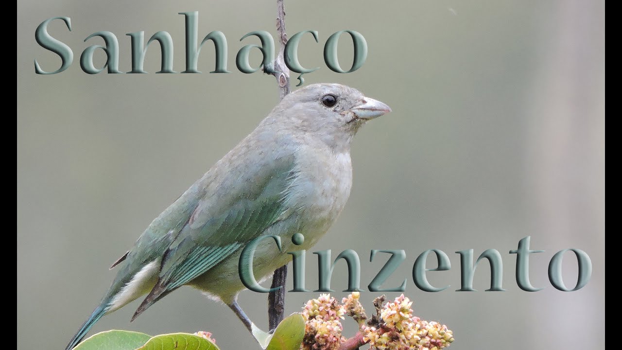Sanhaço cinzento canto selvagem gravado ao vivo em HQ para encarte de filhotes
