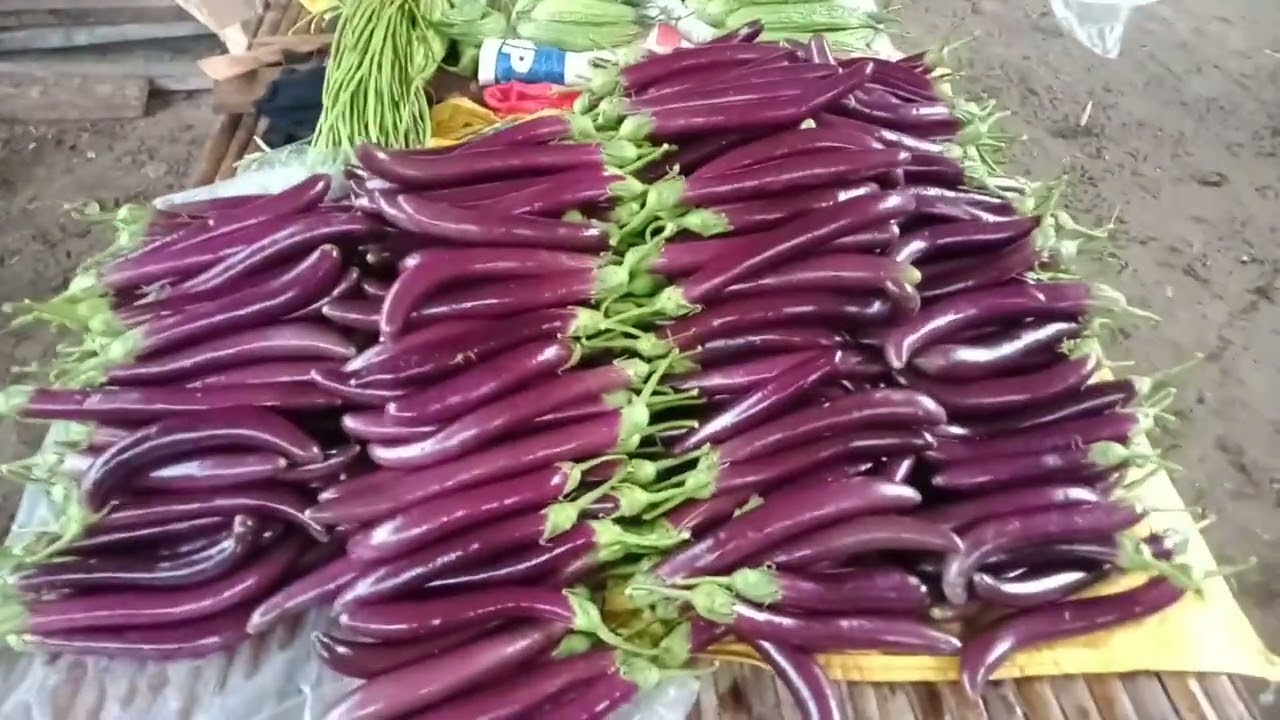5th Harvest||Banate King F1|| #3rd #harvest #ampalaya