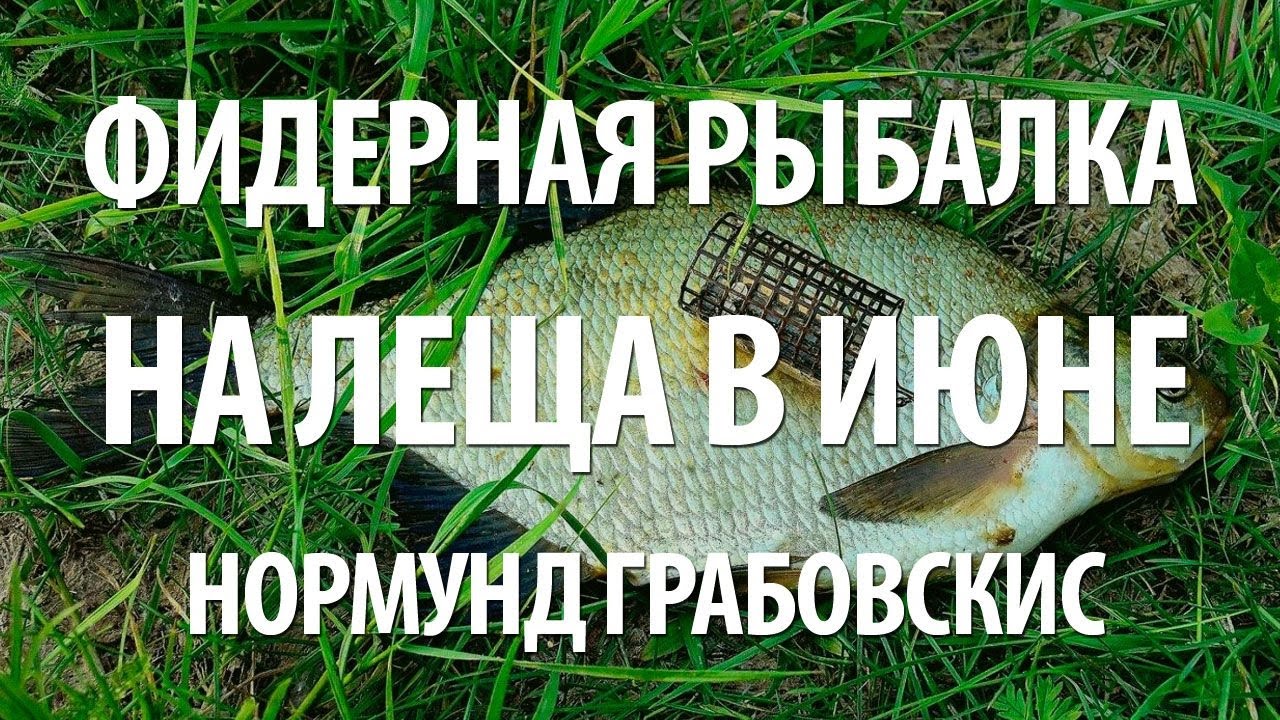 РЫБА ЛЕЩ на ФИДЕР ЛЕТОМ. ФИДЕРНАЯ ЛЕТНЯЯ РЫБАЛКА В ИЮНЕ С НОРМУНДОМ ГРАБОВСКИСОМ