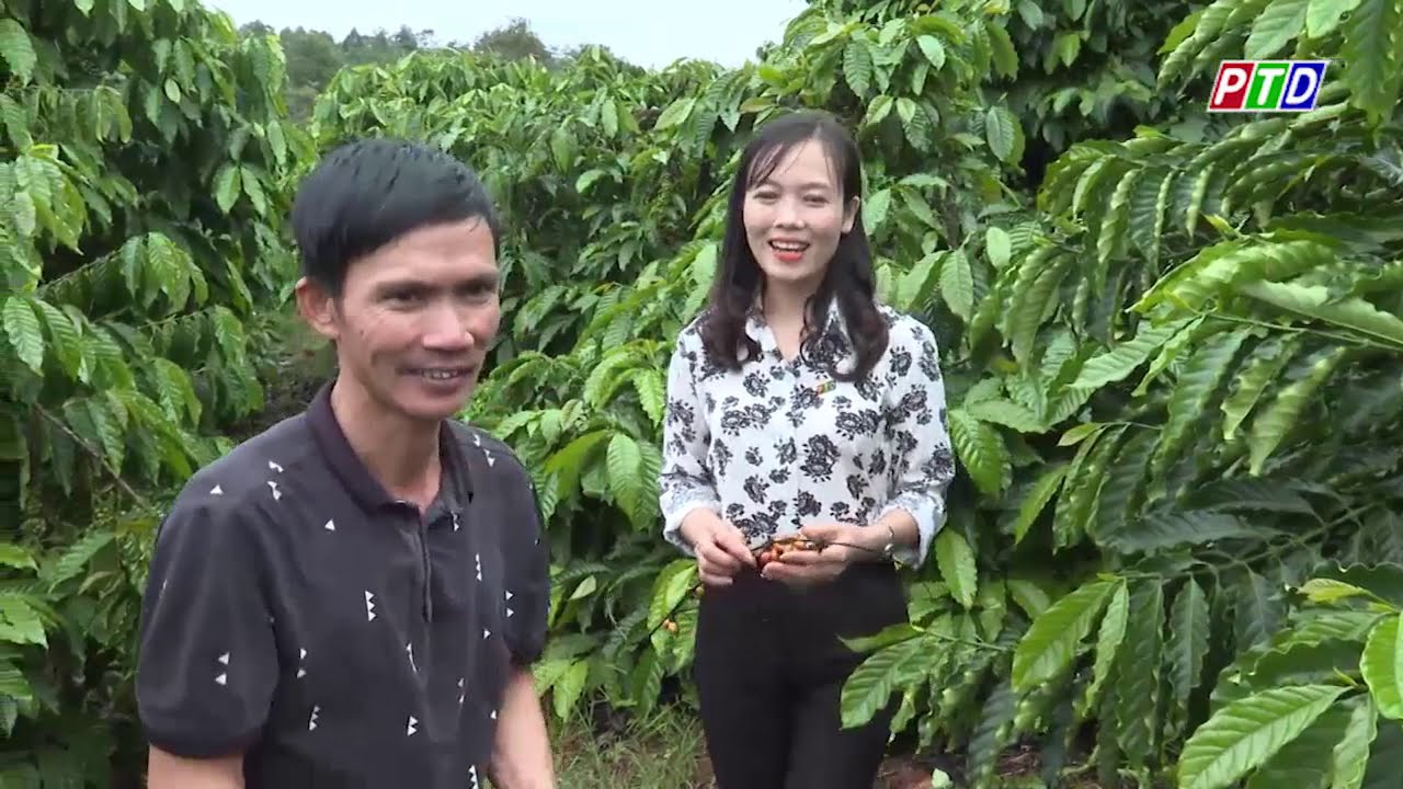 Cách chăm sóc và bón phân cho cây cà phê giai đoạn cuối mùa mưa