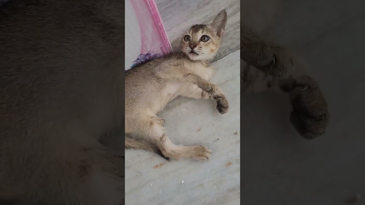 Indian Street Cat 🐈 😻