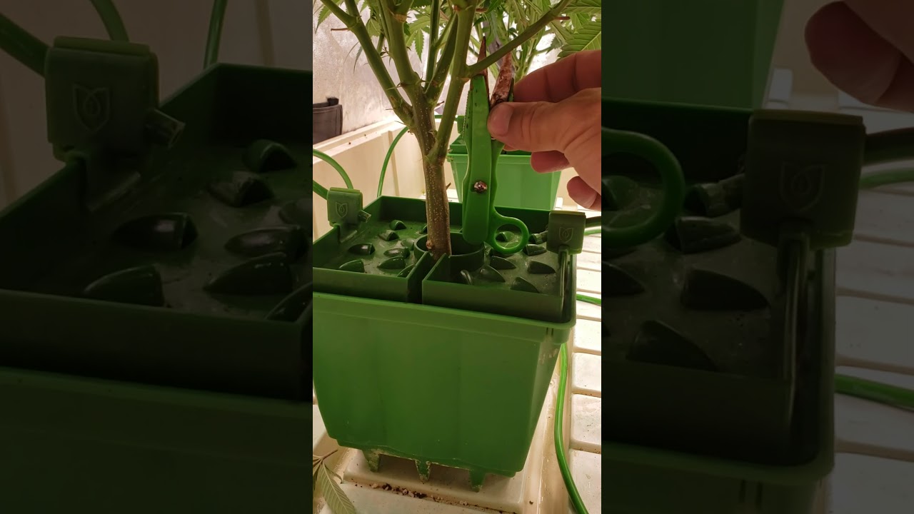 Floraflex week 1 of flower