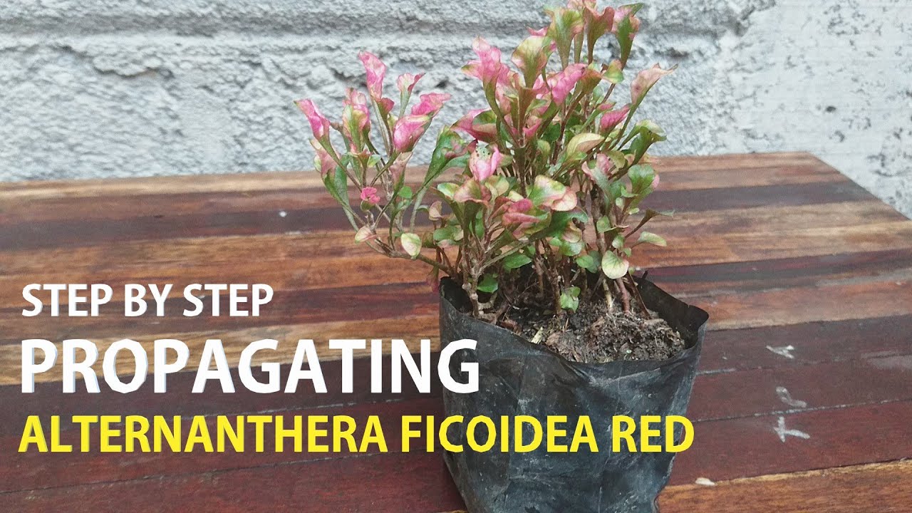 How to propagate ornamental plants Alternanthera ficoidea red l Step by step